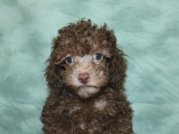 Poodle DOG Male Brown 8461 Petland Dalton, Georgia