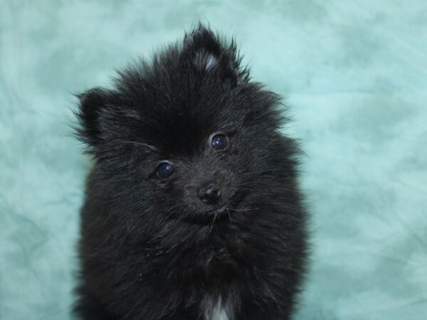 Pomeranian DOG Male Black 18927 Petland Dalton, Georgia