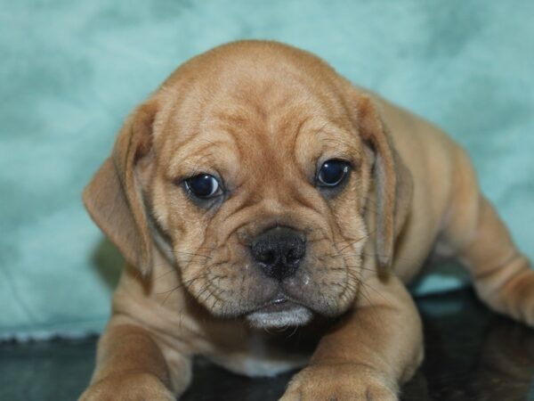 Bull Puggle-DOG-Male-FAWN-8459-Petland Dalton, Georgia