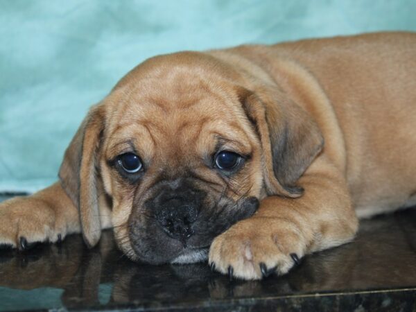 Bull Puggle DOG Male FAWN 8458 Petland Dalton, Georgia