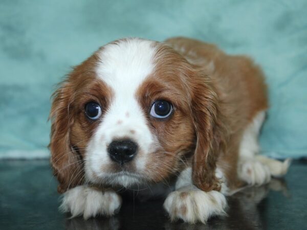 Cavalier King Charles Spaniel DOG Male Blenhiem 18925 Petland Dalton, Georgia