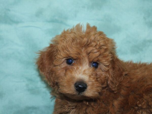 F2 MINI GOLDENDOODLE DOG Male Red 18916 Petland Dalton, Georgia