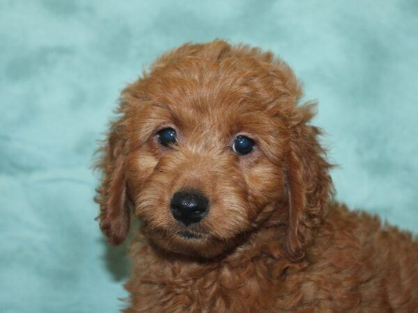 F2 MINI GOLDENDOODLE DOG Male Red 18915 Petland Dalton, Georgia