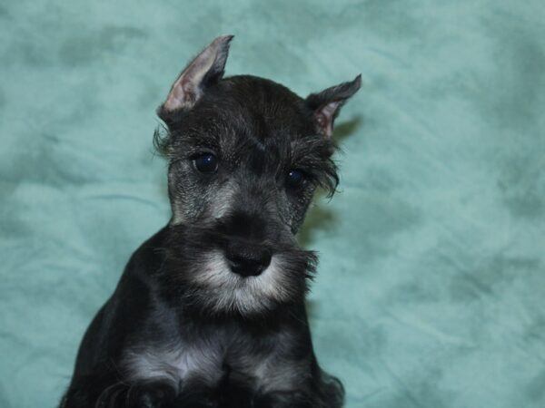 Miniature Schnauzer DOG Male SALT PEPPER 18920 Petland Dalton, Georgia