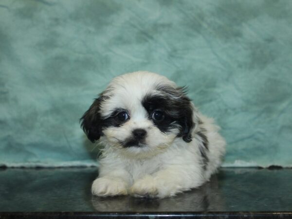 Teddy Bear DOG Female Brown White 8457 Petland Dalton, Georgia