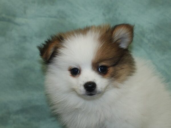 Pomeranian DOG Female SABLE WHITE 8455 Petland Dalton, Georgia