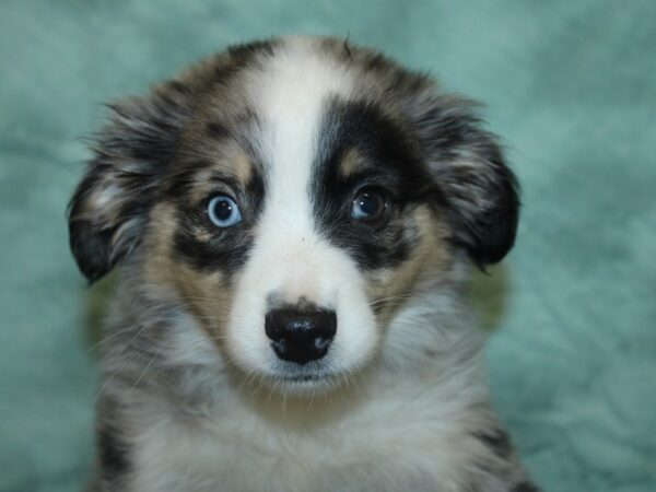 Aussiemo DOG Female Blue Merle 8450 Petland Dalton, Georgia