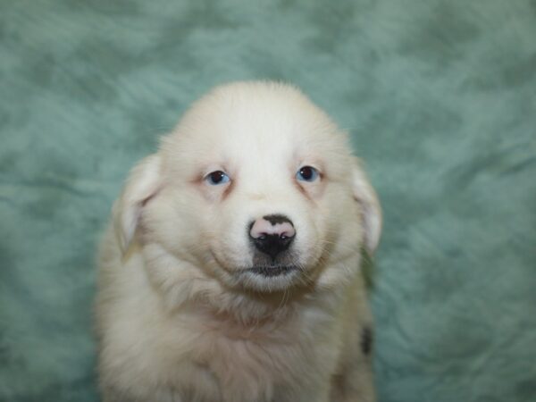 Mini Australian Shepherd DOG Female BLUE MERLE 18917 Petland Dalton, Georgia