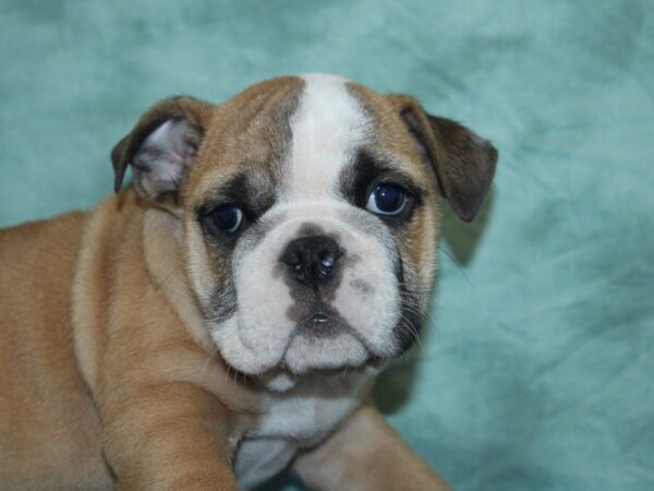 English Bulldog DOG Male FAWN WHITE 18918 Petland Dalton, Georgia