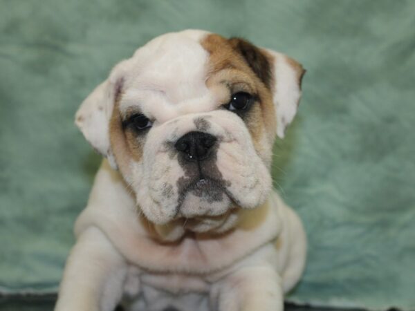 English Bulldog DOG Male FAWN WHITE 8462 Petland Dalton, Georgia