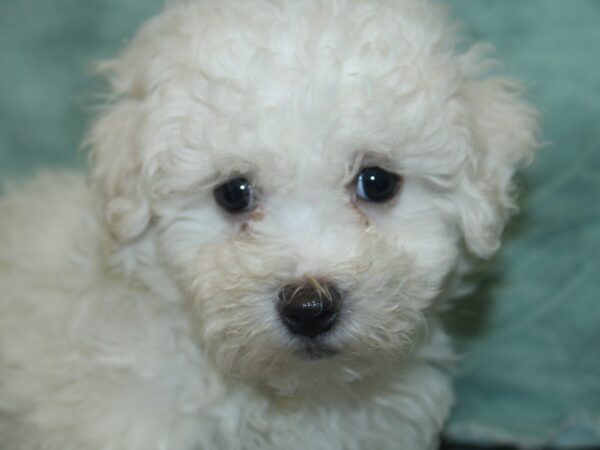 Maltese DOG Male WHITE 8456 Petland Dalton, Georgia