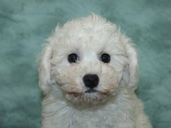 Bichon Frise DOG Male WHITE 18921 Petland Dalton, Georgia