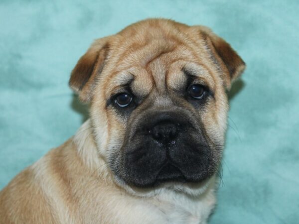 Shuggle-DOG-Male-Fawn-8460-Petland Dalton, Georgia