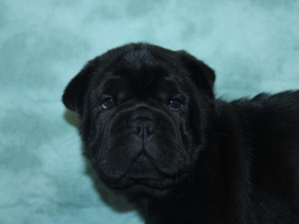 Shuggle DOG Male Black 18932 Petland Dalton, Georgia