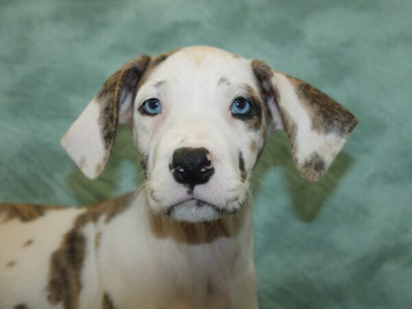 Great Dane DOG Female Merlequin 18926 Petland Dalton, Georgia