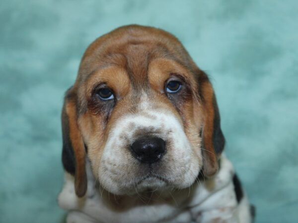 Walrus DOG Female Black Tri 18913 Petland Dalton, Georgia