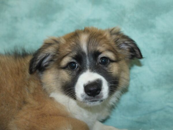 Aussiemo DOG Female Sable 18914 Petland Dalton, Georgia