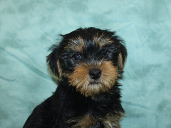 Yorkshire Terrier DOG Male Black Tan 18923 Petland Dalton, Georgia