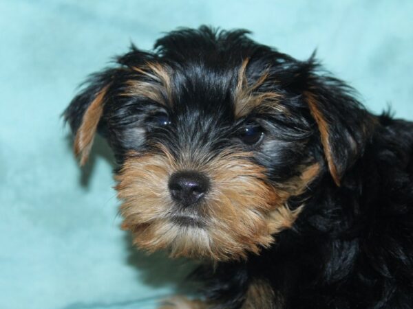 Yorkshire Terrier DOG Female Black Tan 18922 Petland Dalton, Georgia