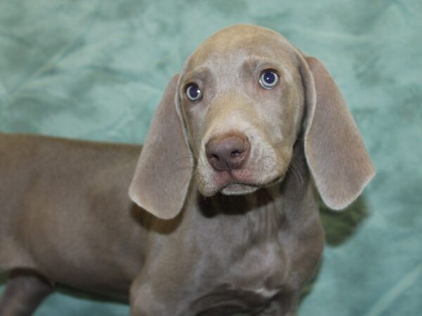 Weimaraner DOG Male Gray 18911 Petland Dalton, Georgia