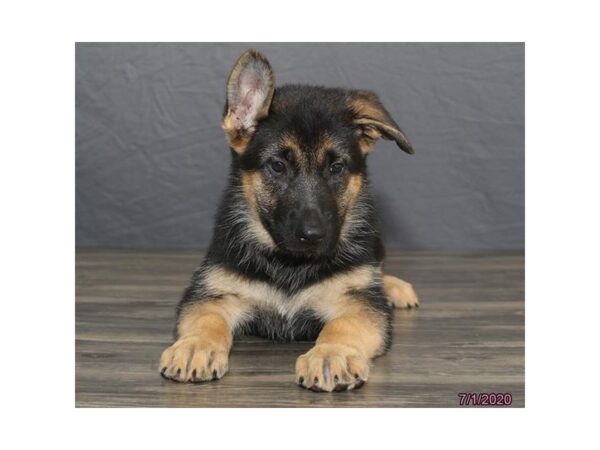 German Shepherd Dog DOG Female Black / Tan 8465 Petland Dalton, Georgia