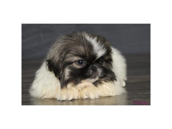 Pekingese-DOG-Male-Sable / White-8466-Petland Dalton, Georgia