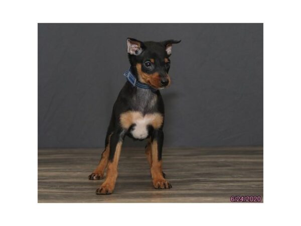 Miniature Pinscher DOG Male Black / Tan 8467 Petland Dalton, Georgia