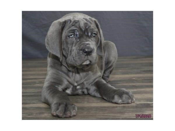 Neapolitan Mastiff DOG Female Blue 18934 Petland Dalton, Georgia