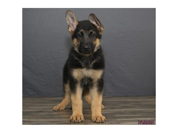 German Shepherd Dog DOG Male Black / Tan 18935 Petland Dalton, Georgia