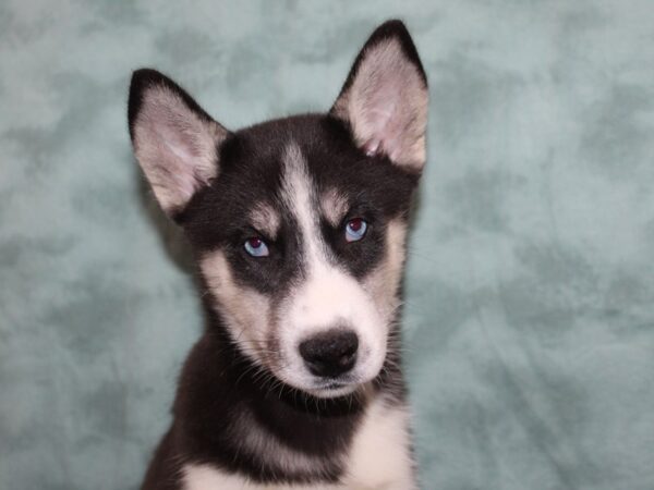 Siberian Husky DOG Female Black and White 8468 Petland Dalton, Georgia