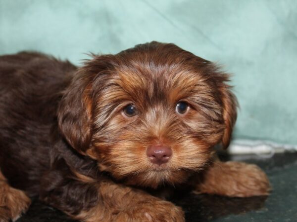 Yorkshire Terrier DOG Female CHOC TAN 8473 Petland Dalton, Georgia