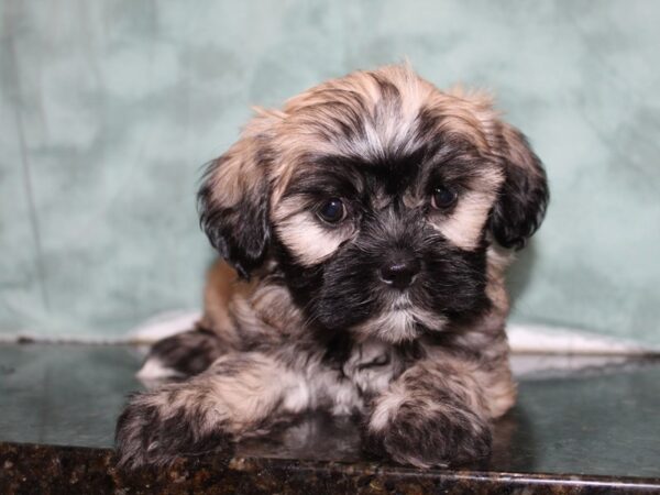 Teddy-DOG-Female-brown white-8471-Petland Dalton, Georgia