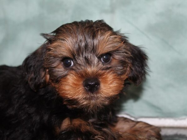 Yorkshire Terrier DOG Male Black Tan 8472 Petland Dalton, Georgia