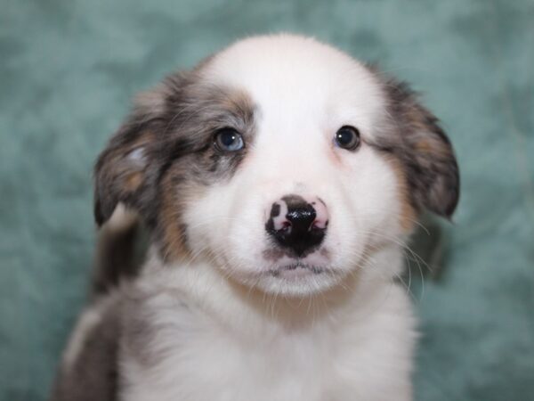 Aussimo DOG Male Blue Merle 8469 Petland Dalton, Georgia