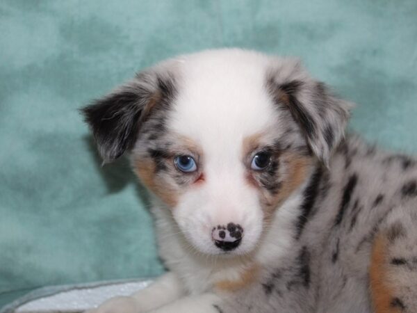 Miniature Australian Shepherd DOG Male BLUE MERLE 8470 Petland Dalton, Georgia