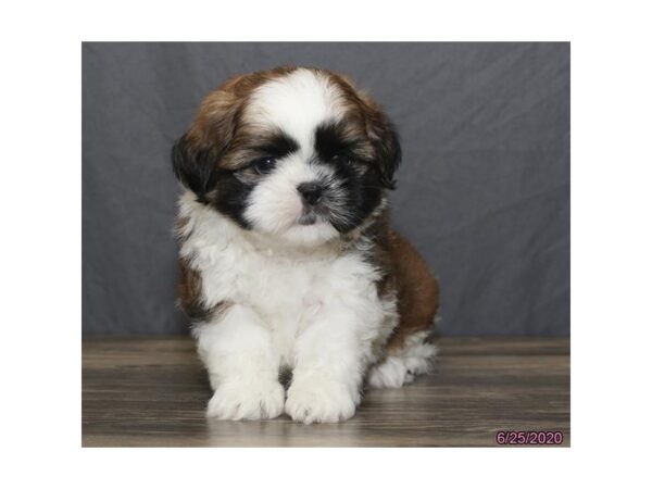 Shih Tzu DOG Male Red / White 8474 Petland Dalton, Georgia