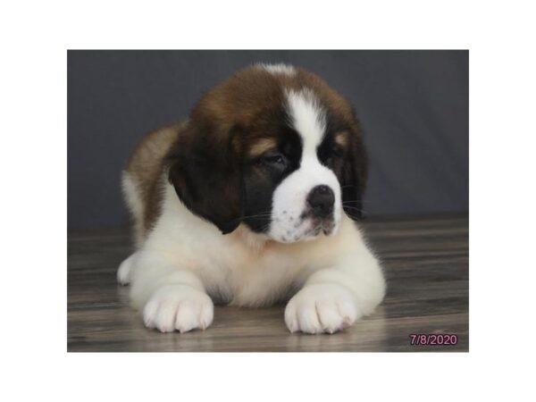 Saint Bernard-DOG-Female-Brown / White-8476-Petland Dalton, Georgia