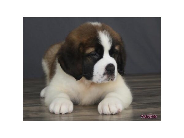 Saint Bernard DOG Female Brown / White 8476 Petland Dalton, Georgia