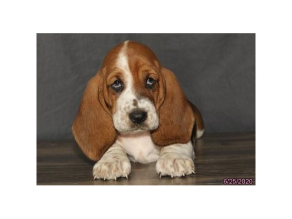 Basset Hound DOG Female Red / White 18945 Petland Dalton, Georgia