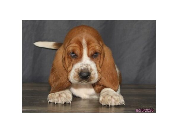 Basset Hound DOG Male Brown / White 18946 Petland Dalton, Georgia