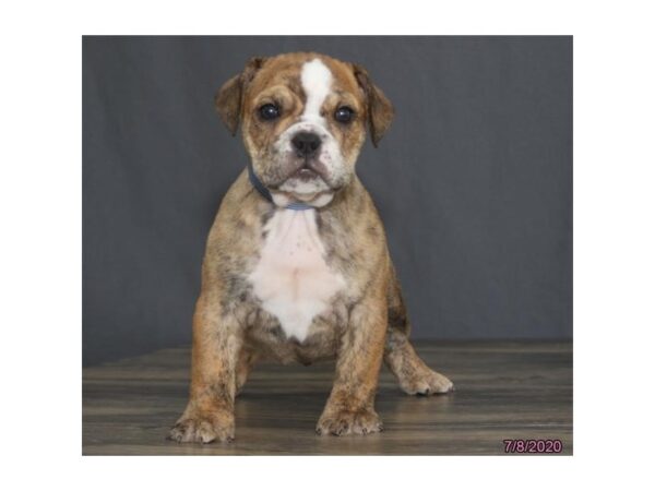 Bulldog/Beagle DOG Female Brindle 18948 Petland Dalton, Georgia