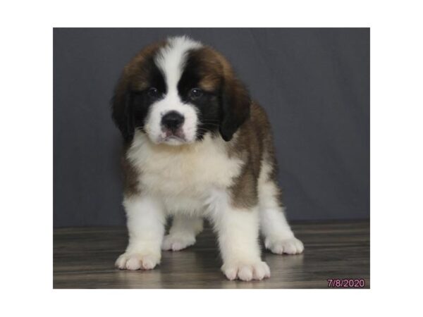 Saint Bernard DOG Male Brown / White 18947 Petland Dalton, Georgia