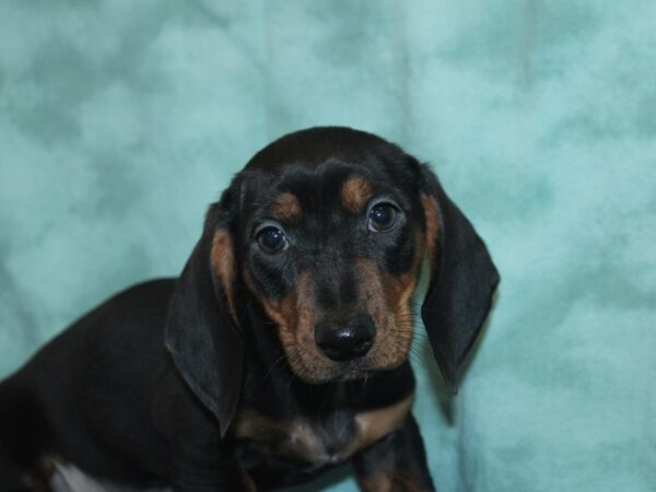 Dachshund DOG Male Black and Tan 18943 Petland Dalton, Georgia