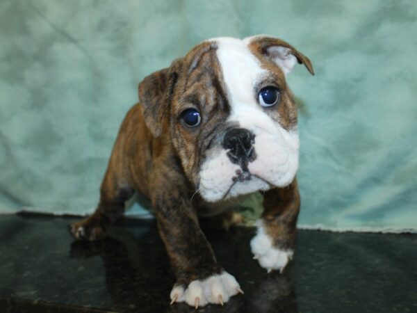 English Bulldog DOG Male Red, Brindle and white 18944 Petland Dalton, Georgia