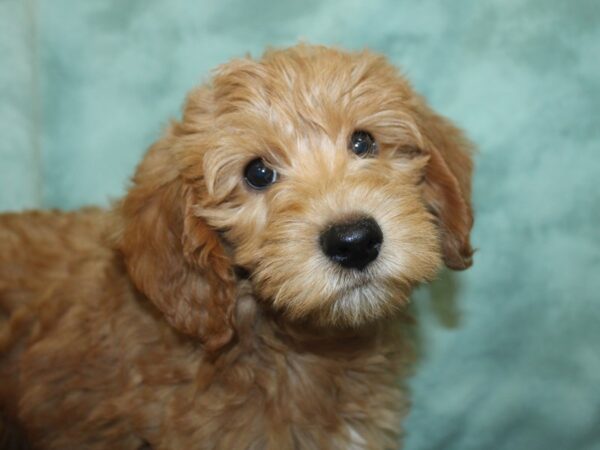 F2 MINI GOLDENDOODLE DOG Male Cream & White 18937 Petland Dalton, Georgia