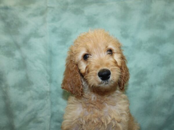 IrishDoodle-DOG-Male-Red-18936-Petland Dalton, Georgia