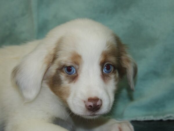 Miniature Australian Shepherd DOG Female RED MERLE 18938 Petland Dalton, Georgia