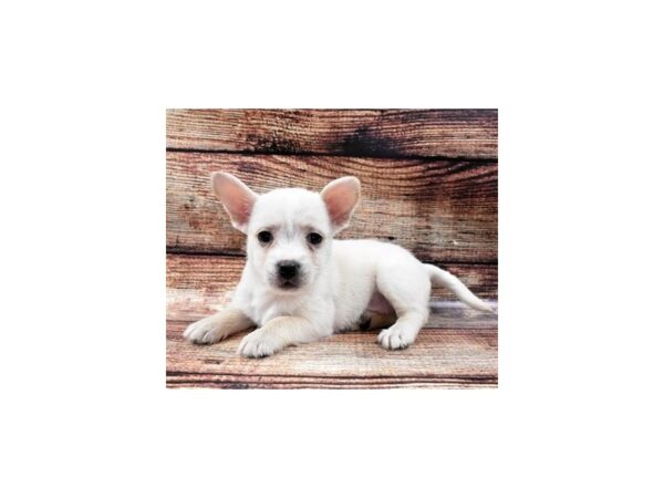 French-westies-DOG-Female-White-18956-Petland Dalton, Georgia