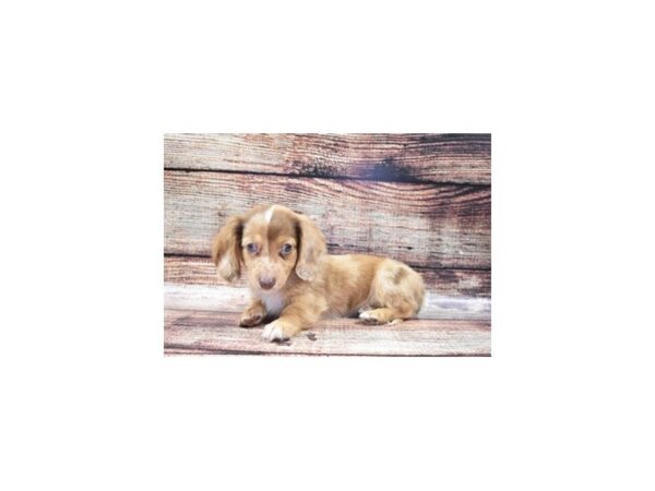 Dachshund DOG Male Red 18952 Petland Dalton, Georgia