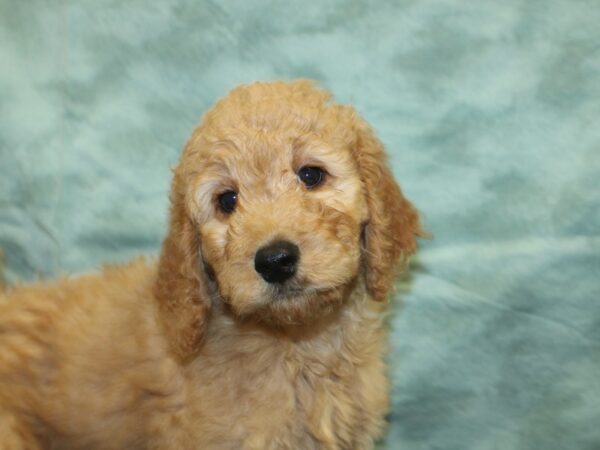 Goldendoodle DOG Male Golden 18949 Petland Dalton, Georgia